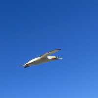 Amazing view of Gannets and sea
