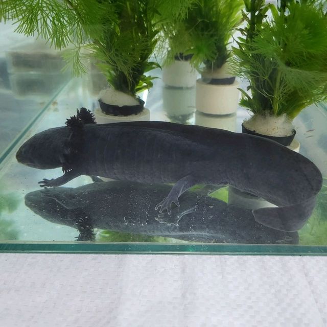 好好睇的香港北區花鳥蟲魚展覽