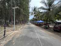 Pine Forest by the Beach
