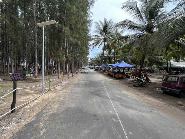 Pine Forest by the Beach