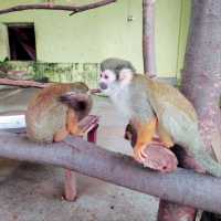 ひらかたパークの可愛い動物たち
