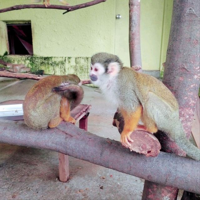 ひらかたパークの可愛い動物たち