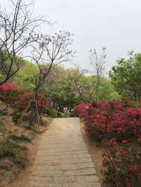 Sakura Blossom in Xiamen 