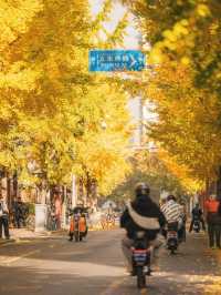 The most beautiful ginkgo in Shanghai 