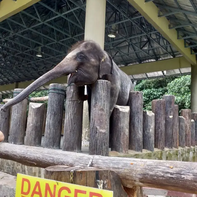 Kuala Gandah Elephant Sanctuary- Malaysia 