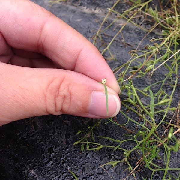 Speaker  Series - Thesium ramosum, a new weed of concern | Fish Creek Environmental Learning Center and Online