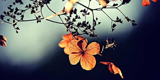 Disguises of Love - a Pot-pourri of Music, Silence and Meditation | The Living Well