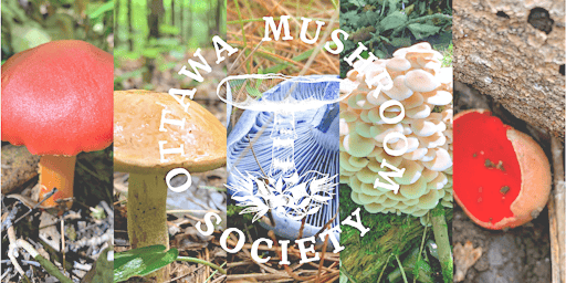 Fungi For Families - July - Ottawa Mushroom Society | South March Highlands Trail Network