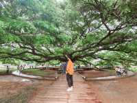 ต้นจามจุรีย์ยักษ์ กาญจนบุรี