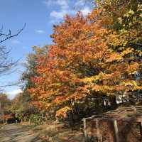 青森県　11月の弘前公園
