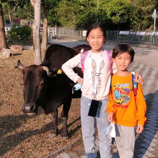 🏞️昂坪大澳親子一日遊 ⭐搭纜車+睇牛+小艇遊⭐