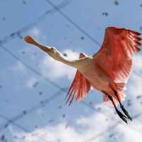 Day Out @ Bird Park