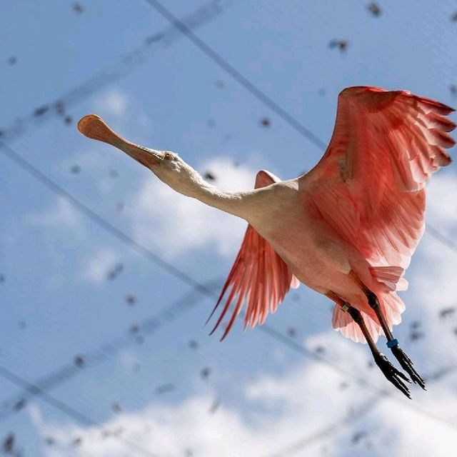 Day Out @ Bird Park