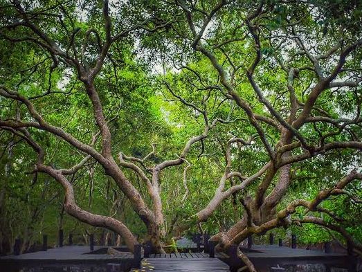 🌳ปล่อยใจไปกับธรรมชาติ ทุ่งสีทองเรืองรองสดใส✨