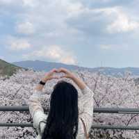 벚꽃로드의 끝판왕, 양산 황산공원