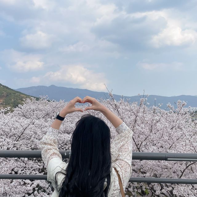 벚꽃로드의 끝판왕, 양산 황산공원