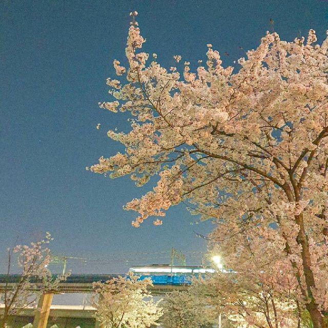 [서울] 중랑천에서 즐기는 봄
