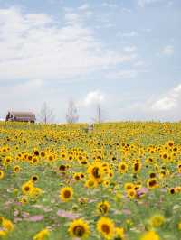 🌹라비앙로즈 꽃구경 : 해바라기 천국 안성팜랜드! 🌻