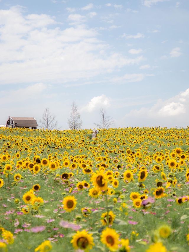 🌹라비앙로즈 꽃구경 : 해바라기 천국 안성팜랜드! 🌻