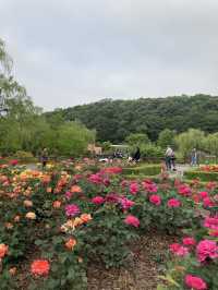 서울 장미 명소, 보라매공원으로 오세요!