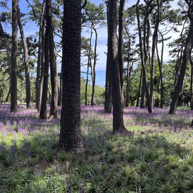 👀 지금 대왕암공원에 가야하는 이유 🌳 보라색 꽃밭 💜 맥문동