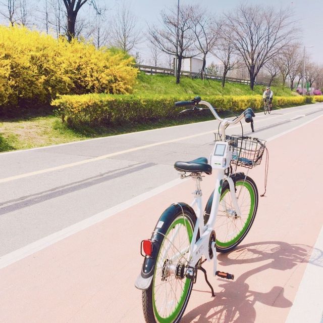 벚꽃명소, 여의도 벚꽃길 🌿