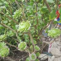 Eden Project
