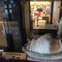 🐱 🚊 同時滿足鐵路迷和貓奴 — 貴志駅