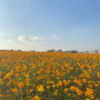 가을에는 안성팜랜드로 🌼