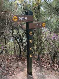 계양산성 ⛰️ 인천 피크닉 추천지