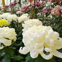兵庫県！明石の菊花展覧会は素晴らしい