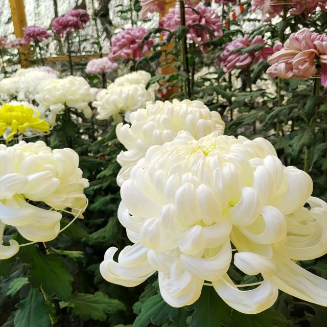 兵庫県！明石の菊花展覧会は素晴らしい