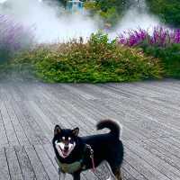 四季折々の花や緑に囲まれた国営木曽三川公園　フラワーパーク江南