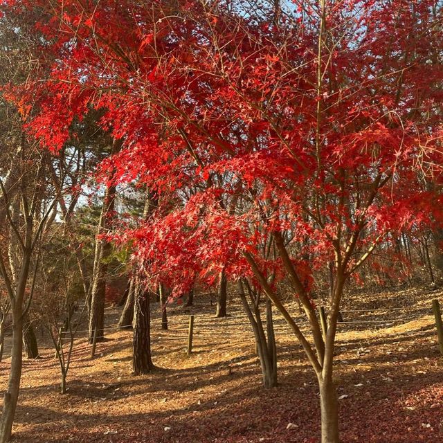 【韓国旅行】世界遺産　西五陵