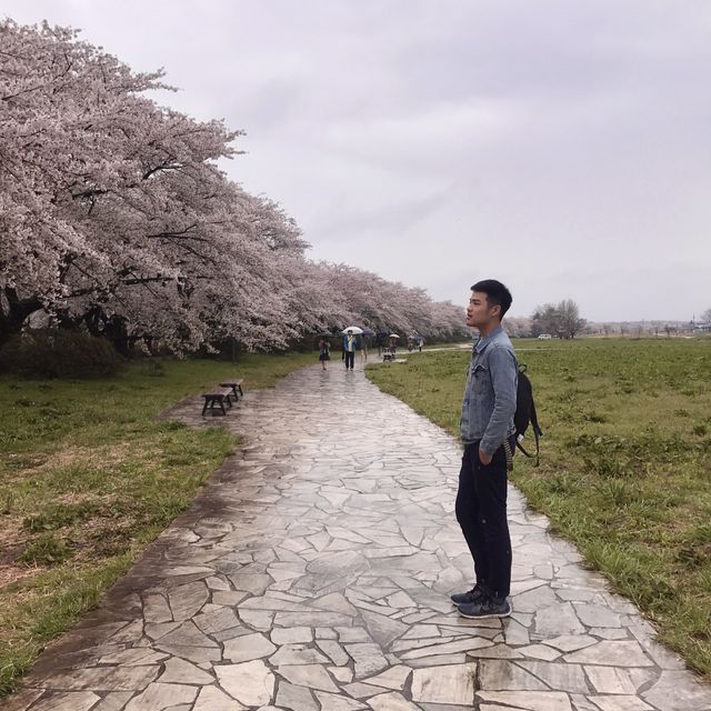 櫻花季節將到
