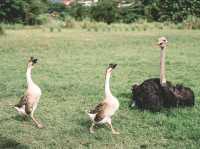 Jelita Ostrich Farm 🦆✨