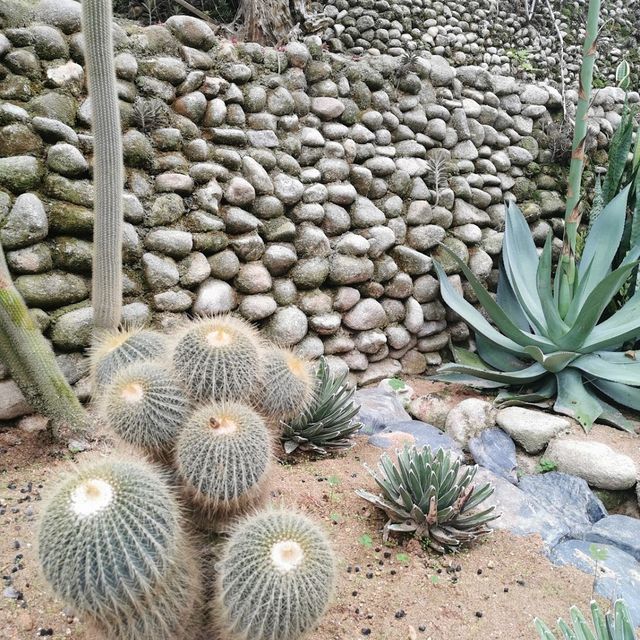 Cameron Highland Cactus Valley