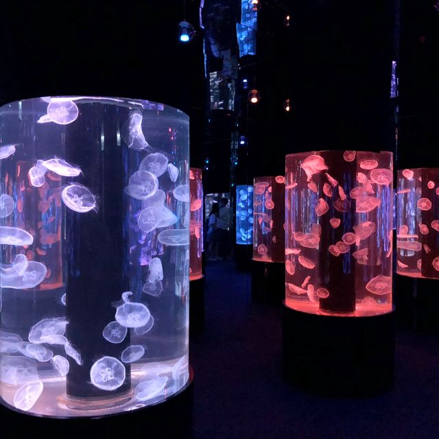 遙不可及的海洋世界 ～ 探遊館