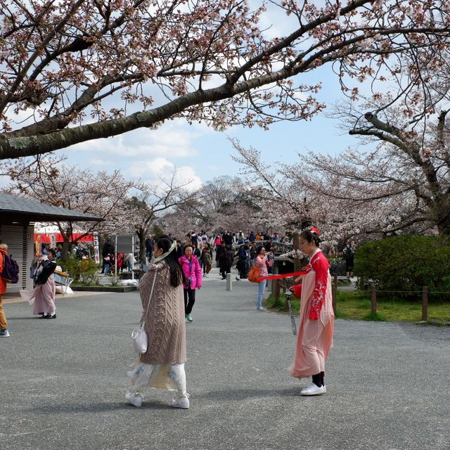 京都｜嵐山保津川櫻花