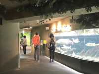 岐阜県•各務原市🐠世界最大級の淡水魚水族館【アクアトト岐阜】