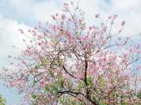 城門谷賞花好去處