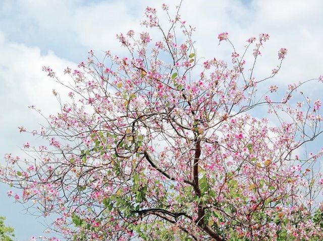 城門谷賞花好去處