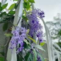 賞花攻略 大埔海濱公園
