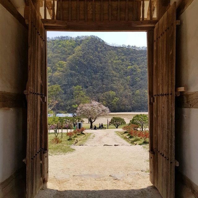[병산서원] 안동 벚꽃 나들이 가볼만한 곳
