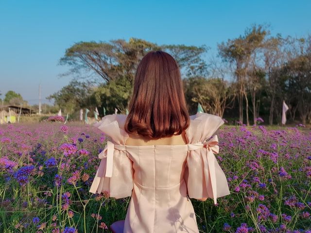   ทุ่งดอกไม้ ไร่กำนันเม้ง 🌷