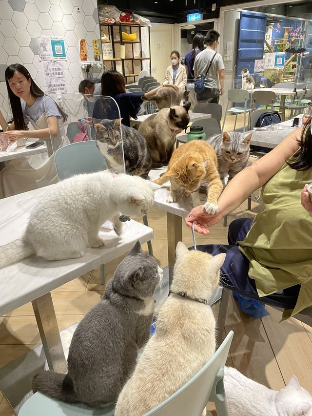Urban cafe 觀塘去特色貓cafe