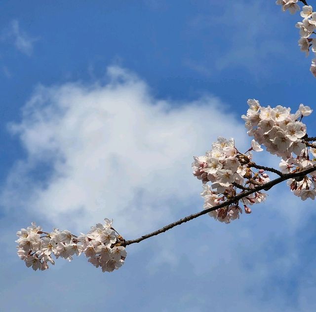 🌸 제주시벚꽃명소 전농로