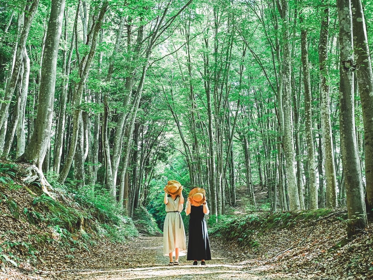 Beauty Forest