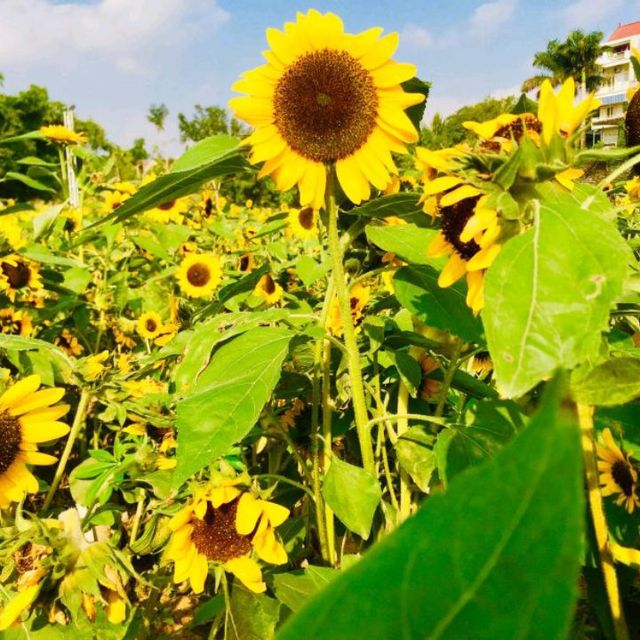 Flower Valley Tay Ho