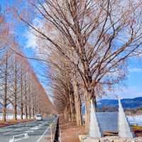 【滋賀】滋賀で必ず訪れたい絶景。メタセコイア並木